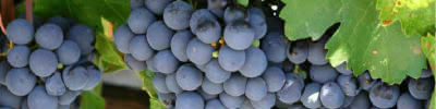 Img sp 06