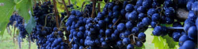 Img sp 07