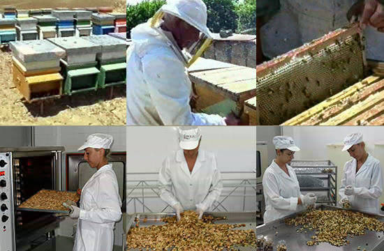 手作業で養蜂から瓶詰めまで