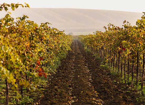 ブドウの木イメージ