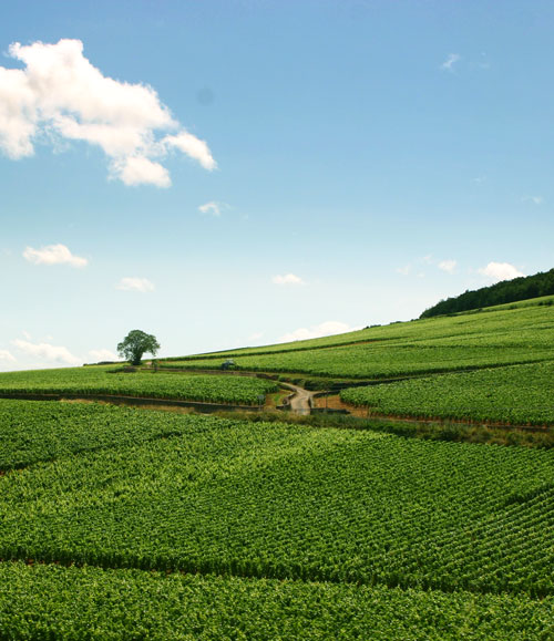 フランス、ブルゴーニュ地方 