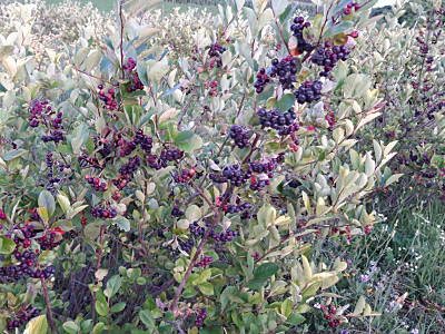 アロニアイメージ