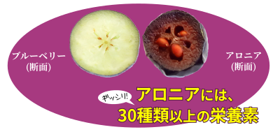 アロニアの断面