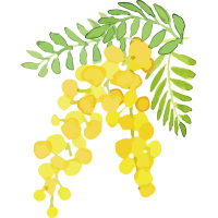 ミモザ イメージ