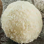 MOF巨匠フィリップ・ベル トリュフ プレミアム