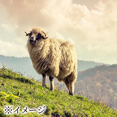 山と羊