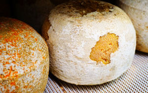 ミモレット30ヶ月熟成