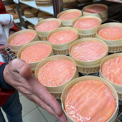 A表皮がつやつや