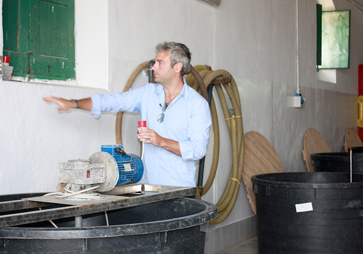 グリーンオリーブ