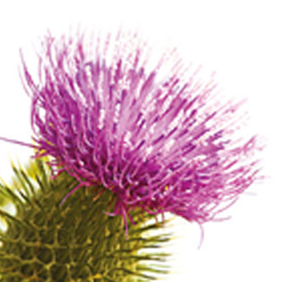 キナラ・カルドゥンクルス