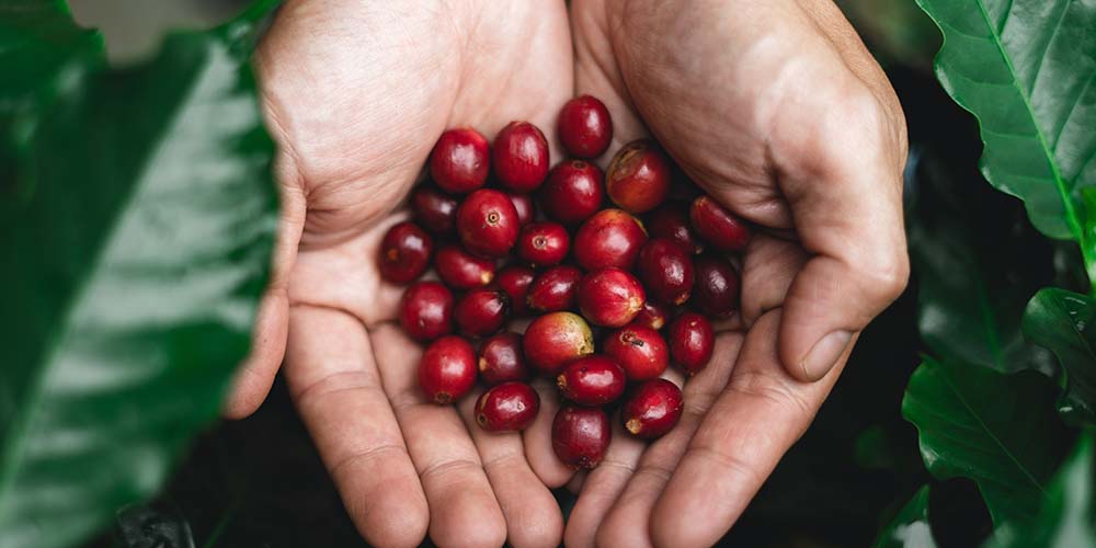 コーヒー豆 イメージ