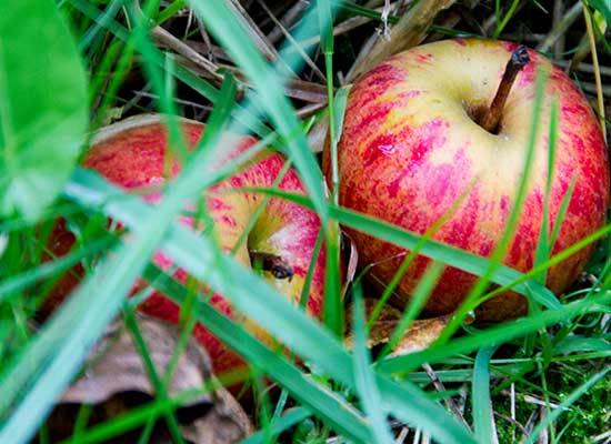 【SASSY】Cidre(330ml)