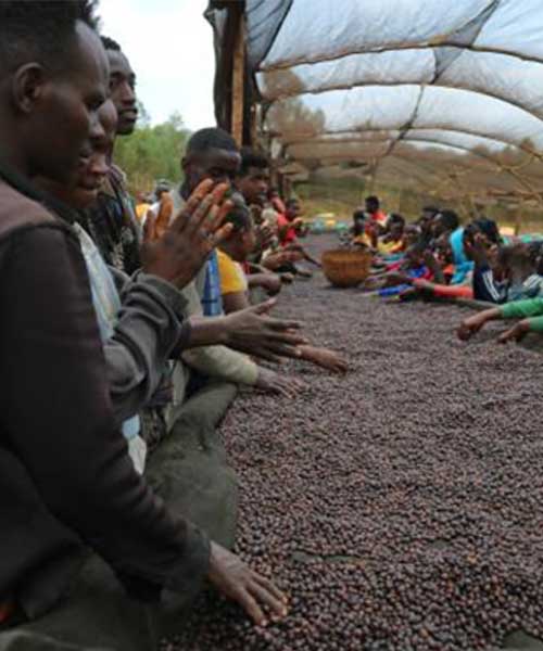 『エチオピア イルガチェフェ アラモ』の魅力