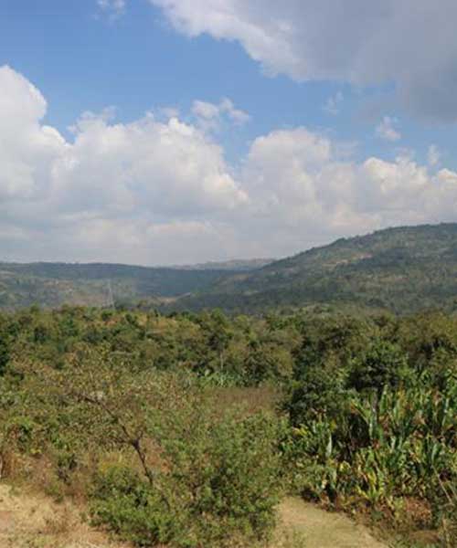 『エチオピア イルガチェフェ アラモ』の魅力