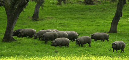 grupocochinos